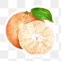 Hand colored tangerine orange fruit sticker with a white border