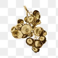 Gold blueberry fruit sticker design element