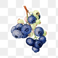 Branch of blueberries crystallized style sticker overlay