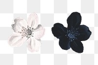 Hand drawn crabapple flower design elements