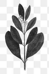 Vintage black jamaica pepper leaf png illustration sticker
