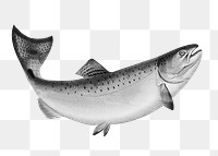 PNG trout fish vintage illustration