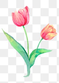 Png Easter tulip design element watercolor illustration