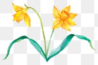 Png Easter daffodil flowers design element watercolor illustration