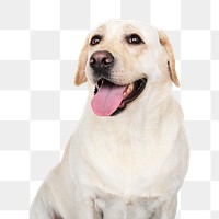 Png dog sticker, Labrador Retriever collage element on transparent background