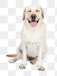 Cute png dog sticker, Labrador Retriever collage element on transparent background