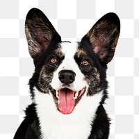 Cute png dog sticker, Cardigan Welsh Corgi collage element on transparent background