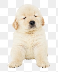 Puppy png sticker, Golden Retriever collage element on transparent background