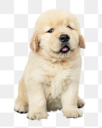 Png Golden Retriever sticker, cute puppy collage element on transparent background