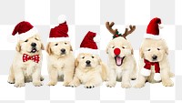 Christmas puppies png sticker, Golden Retrievers pet on transparent background