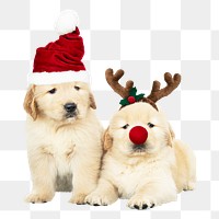 Christmas puppies png sticker, cute Golden Retrievers on transparent background