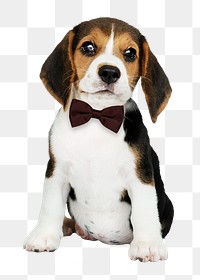 Cute puppy png sticker, Beagle pet on transparent background