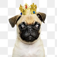 Royal puppy png sticker, pug pet on transparent background