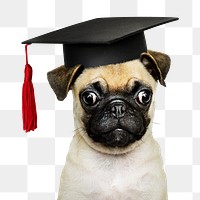 Graduation puppy png sticker, pug pet on transparent background