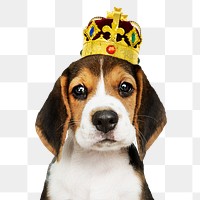 Puppy png, wearing crown sticker, cute collage element on transparent background