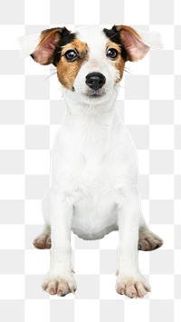 Puppy png sticker, Jack Russell Terrier on transparent background