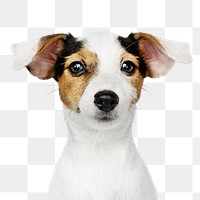 Puppy png sticker, cute Jack Russell Terrier on transparent background