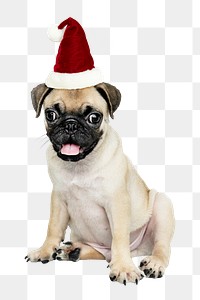 Christmas puppy png sticker, cute Pug on transparent background