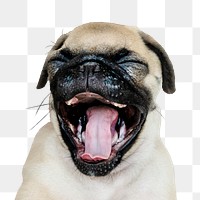 Png puppy sticker, Pug collage element on transparent background