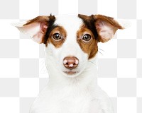 Png puppy sticker, Jack Russell Terrier collage element on transparent background