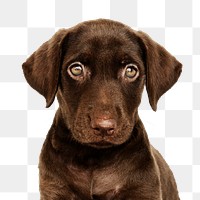 Png puppy sticker, Labrador Retriever collage element on transparent background