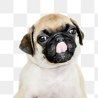 Png puppy sticker, Pug collage element on transparent background