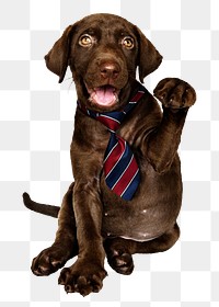 Business puppy png sticker, Labrador Retriever on transparent background