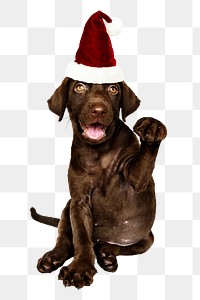 Christmas puppy png sticker, Labrador Retriever on transparent background