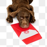 Valentine's puppy png sticker, Labrador Retriever pet on transparent background