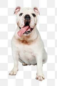 Dog png sticker, White English Bulldog pet on transparent background