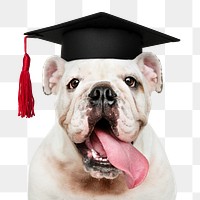 Graduation dog png sticker, White English Bulldog pet on transparent background