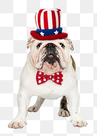 Uncle Sam dog png sticker, White English Bulldog pet on transparent background