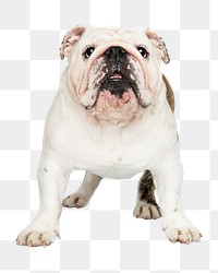 Dog png sticker, White English Bulldog pet on transparent background