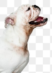 Cute dog png sticker, White English Bulldog pet on transparent background