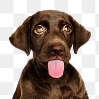 Puppy png sticker, Labrador Retriever pet on transparent background