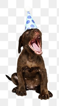 Party puppy png sticker, cute Labrador Retriever on transparent background