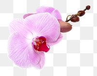 Pink orchid png, doritaenopsis flower clipart, transparent background