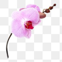 Png pink doritaenopsis orchid, flower clipart, transparent background