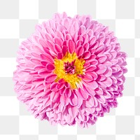 PNG pink ball dahlia, flower clipart, transparent background