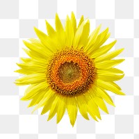 Sunflower png, flower clipart, transparent | Free PNG - rawpixel