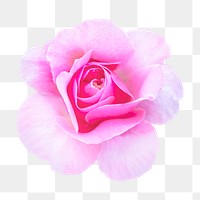 PNG pink queen Elizabeth rose, flower clipart, transparent background