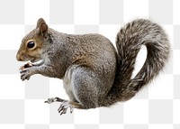 Png squirrel clipart, wildlife, transparent background