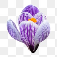 Purple flower png, pickwick crocus clipart, transparent background