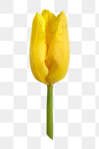 Yellow tulip png, flower sticker, transparent background