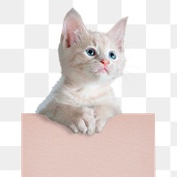 White kitten png, pet, transparent background