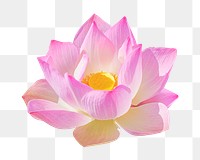 Pink lotus png, flower collage element, transparent background