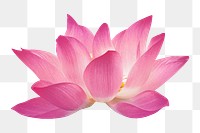 Pink flower png, lotus collage element, transparent background