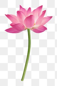 Lotus png, pink collage element, transparent background