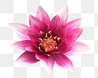 Flower png, pink water lily clipart, transparent background