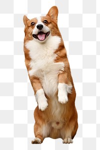 Corgi dog png, transparent background